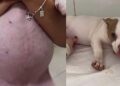 Tutora leva cachorrinha desesperada à clínica após barriga crescer muito do nada