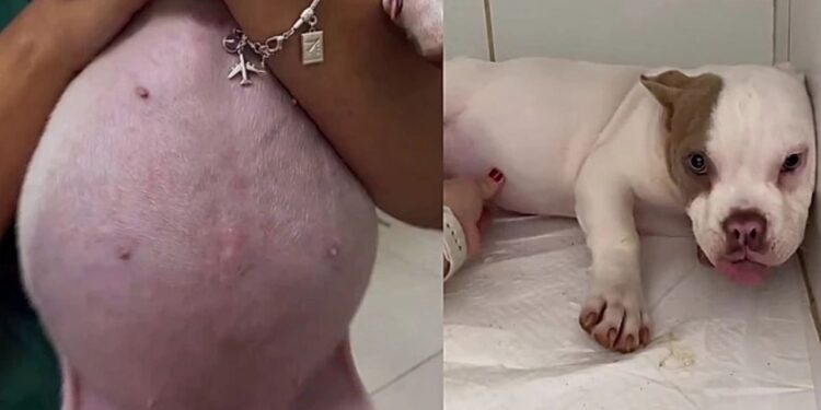 Tutora leva cachorrinha desesperada à clínica após barriga crescer muito do nada