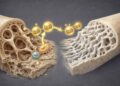Cientistas revelam método para “acordar” células-tronco e fortalecer ossos naturalmente