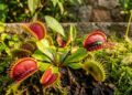 A planta caçadora que não precisa de adubos ricos em nitrogênio e tem impressionado ao sobreviver apenas em musgo Sphagnum