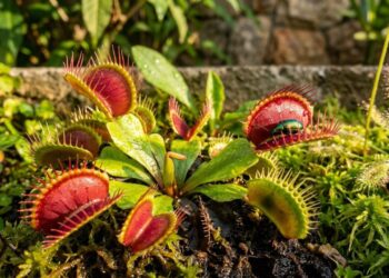 A planta caçadora que não precisa de adubos ricos em nitrogênio e tem impressionado ao sobreviver apenas em musgo Sphagnum
