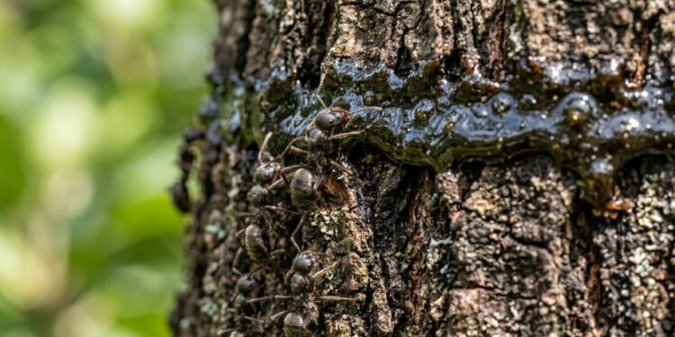 Como proteger o tronco da árvore contra formigas doceiras em menos de um minuto: truque caseiro eficaz amarrando estopa com graxa