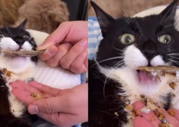 Gatinho com paralisia cerebral emociona a web com lição de superação e afeto