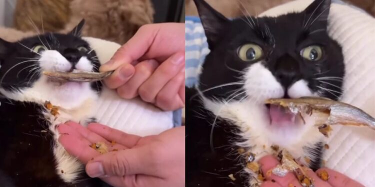 Gatinho com paralisia cerebral emociona a web com lição de superação e afeto