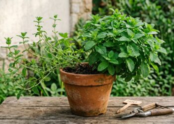 Como podar a hortelã para obter um crescimento mais saudável e evitar que as raízes asfixiem o vaso inteiro