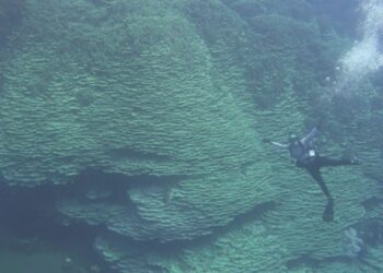 Animal gigante com 2.050 anos é descoberto e cientistas o consideram o mais velho do mundo