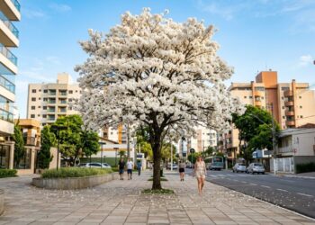 A árvore que virou a favorita de condomínios porque seu espetáculo de flores dura poucos dias, mas deixa um tapete limpo e fácil de varrer