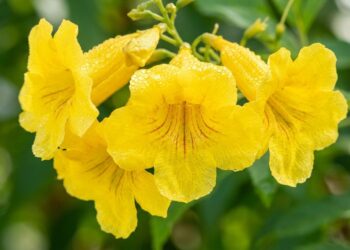 A arvoreta que virou a favorita das varandas porque floresce amarelo quase o ano todo e pode ser cultivada em vasos