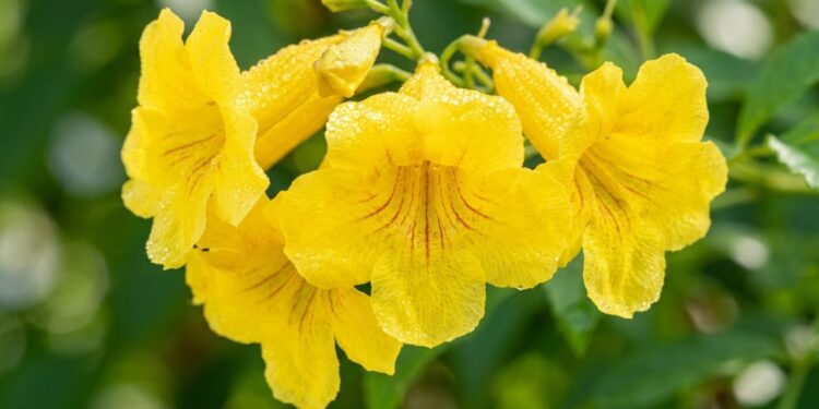 A arvoreta que virou a favorita das varandas porque floresce amarelo quase o ano todo e pode ser cultivada em vasos