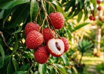 A fruta doce de casca áspera que marcou os natais da infância e pode ser cultivada no quintal com podas regulares