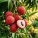 A fruta doce de casca áspera que marcou os natais da infância e pode ser cultivada no quintal com podas regulares