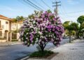 A árvore que virou a favorita para calçadas pequenas porque muda de cor três vezes e não tem raízes agressivas