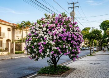A árvore que virou a favorita para calçadas pequenas porque muda de cor três vezes e não tem raízes agressivas
