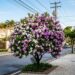 A árvore que virou a favorita para calçadas pequenas porque muda de cor três vezes e não tem raízes agressivas