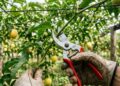Como podar os galhos do maracujá para obter mais frutos evitando que a treliça vire um emaranhado sem luz