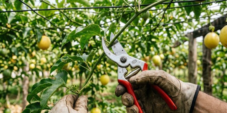 Como podar os galhos do maracujá para obter mais frutos evitando que a treliça vire um emaranhado sem luz
