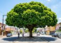 A árvore que virou a favorita para fazer sombra em estacionamentos porque sua copa é densa e as raízes afundam sem rachar o asfalto