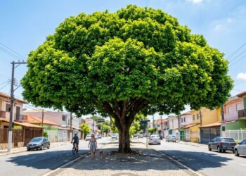 A árvore que virou a favorita para fazer sombra em estacionamentos porque sua copa é densa e as raízes afundam sem rachar o asfalto
