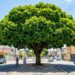 A árvore que virou a favorita para fazer sombra em estacionamentos porque sua copa é densa e as raízes afundam sem rachar o asfalto