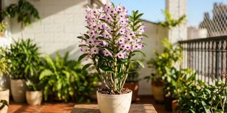 Para a orquídea durar anos: o macete não é o excesso de água, mas fazê-la passar "sede" no inverno para florescer na primavera