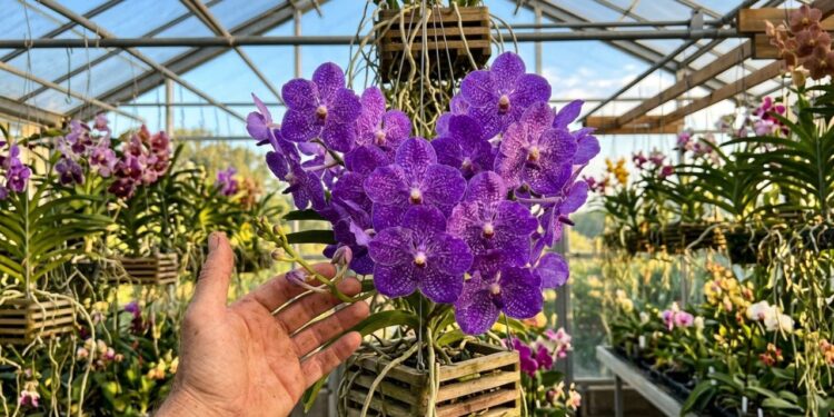 A orquídea tailandesa que não precisa ser plantada em substrato ou terra e tem impressionado os colecionadores ao redor do mundo