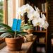 Como afastar tripes das orquídeas em menos de um minuto: truque caseiro eficaz usando fita adesiva azul ao lado do vaso