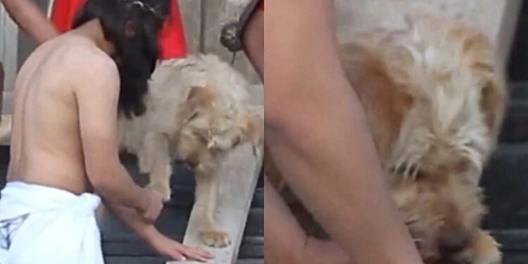 Cachorro invade encenação de Jesus e reação inesperada emociona multidão