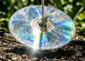Como afastar passarinhos dos canteiros recém-plantados em menos de um minuto: truque caseiro eficaz pendurando CDs velhos