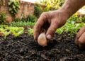 O alho germina como fermento: ao plantá-lo no buraco, coloque a ponta fina virada para cima e cubra com cinzas