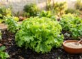 As alfaces germinam como fermento: ao plantá-las no buraco, adicione uma colher de sopa de farinha de osso para raízes fortes