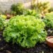 As alfaces germinam como fermento: ao plantá-las no buraco, adicione uma colher de sopa de farinha de osso para raízes fortes