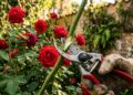 Como podar uma roseira para obter mais flores fazendo cortes na diagonal exatamente dois dedos acima de um broto novo