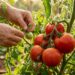Como podar um tomateiro para obter mais frutos tirando os brotos laterais antes que roubem a energia da planta
