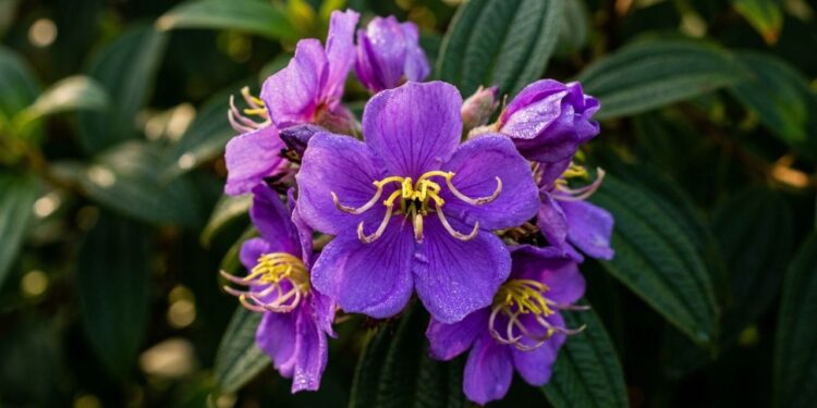 A árvore nativa que virou a favorita no paisagismo urbano porque resiste à poluição e colore a rua de roxo sem estourar o cimento