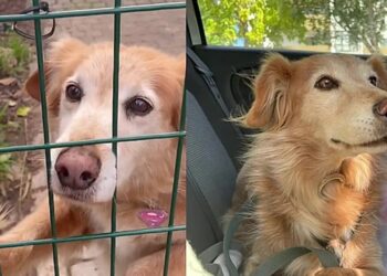 Ficou 11 anos no abrigo e o motivo pode explicar por que muitos cães nunca são adotados