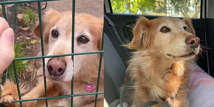 Ficou 11 anos no abrigo e o motivo pode explicar por que muitos cães nunca são adotados