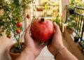 A fruta símbolo de fim de ano que marcou a infância dos nossos pais e pode ser cultivada facilmente em um vaso grande