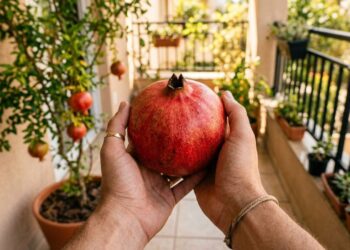 A fruta símbolo de fim de ano que marcou a infância dos nossos pais e pode ser cultivada facilmente em um vaso grande