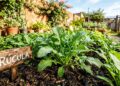 A rúcula germina como fermento: ao espalhar na terra, misture a semente com uma colher de sopa de areia para evitar raízes juntas