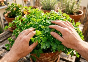A salsinha germina como fermento: antes de plantar no buraco, deixe a semente de molho em água morna por 24 horas