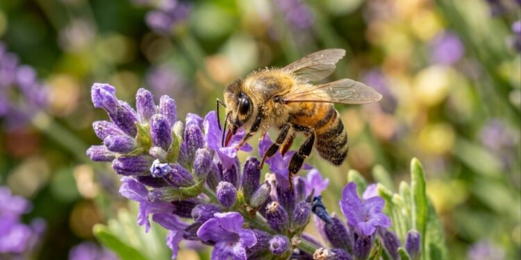 Se você vir uma abelha sobrevoando sua casa, nós lhe explicamos o que isso significa e por que é um bom sinal