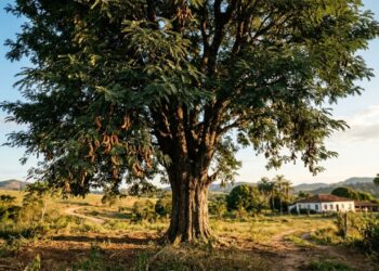 A fruta azeda dos doces que marcou a infância dos nossos pais e pode ser cultivada a partir de sementes no seu jardim