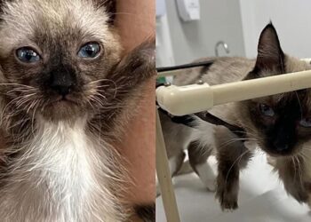 Filhote não se movia como os outros e detalhe revelou condição rara