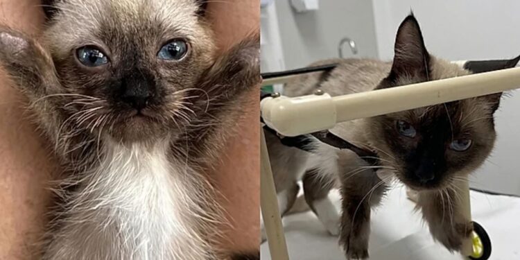 Filhote não se movia como os outros e detalhe revelou condição rara