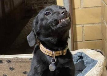 Cãozinho abandonado emociona as pessoas ao "sorrir" na esperança de ser adotado. Você resistiria a essa fofura?