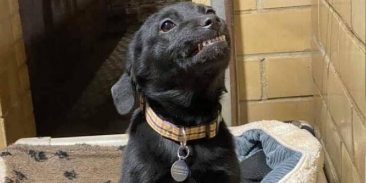 Cãozinho abandonado emociona as pessoas ao "sorrir" na esperança de ser adotado. Você resistiria a essa fofura?