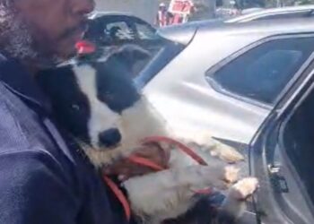 Cachorro abandonado dentro de carro no Rio de Janeiro é resgatado pela SEOP