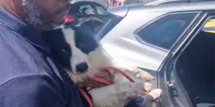 Cachorro abandonado dentro de carro no Rio de Janeiro é resgatado pela SEOP
