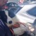 Cachorro abandonado dentro de carro no Rio de Janeiro é resgatado pela SEOP