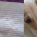 Cachorro é resgatado e junto dele tem uma carta surpreendente: "Peço, de todo o meu coração, que cuide dele"